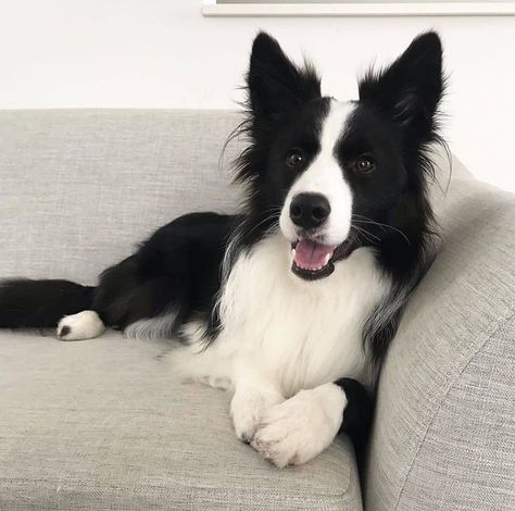 Border Collie Aesthetic, Short Haired Border Collie, Border Collie Facts, Border Collie Tattoo, Puppy Border Collie, Border Collie Colors, Border Collie Puppy, White Border Collie, Collie Puppy