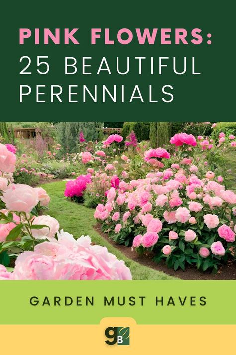 Transform your garden into a pink paradise with these 25 must-have pink perennials! Whether you're an experienced gardener or just starting out, these perennial flowering plants are sure to impress. Explore perennial garden ideas and discover the perfect additions to your outdoor space. See the full list of beautiful flower garden ideas and create your own pink floral haven. Start planning your dream flower garden today! Pink Flower Garden Ideas, Sunny Perennial Garden Flower Beds, Pink Perennial Flowers, Pink Garden Ideas, Pink Flower Bed, Pink Flower Garden, Patio Oasis, Perennial Garden Plans, Gardening Herbs