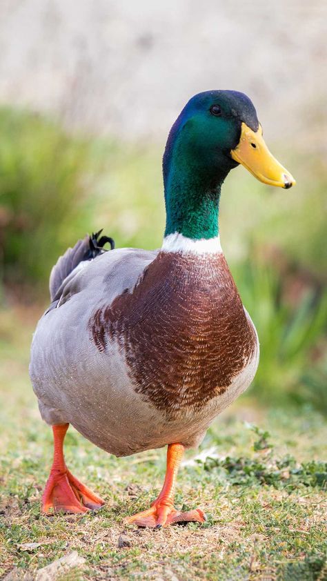 Duck Pic, Pictures Of Ducks, Duck Images, Duck Pics, Agriculture Pictures, Aesthetic Bird, Beauty Papers, Raising Ducks, Duck Illustration