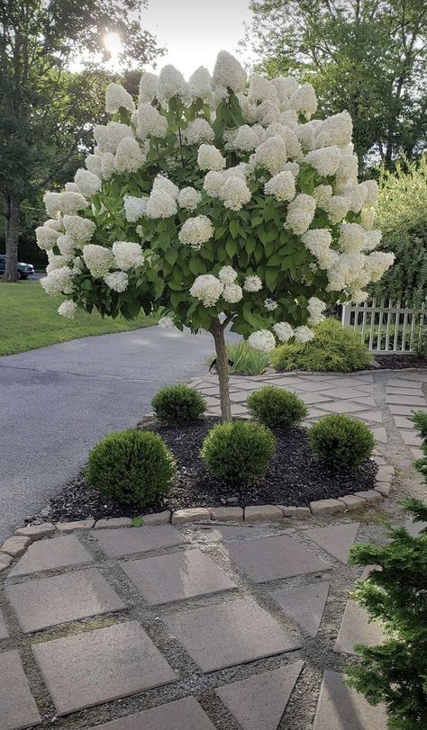 Front Porch Landscaping Ideas Hydrangeas, Garden With White Flowers, Grass Hydrangea Garden, Front Yard Landscaping With Hydrangeas, Limelight Hydrangea Landscaping Front Yards, Landscape Ideas With Hydrangeas, Florida Yard Ideas, Hydrangea Landscaping Front Of House, European Landscape Design