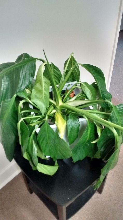 Peace Lily Plant Care, Peace Lily Flower, Peace Lily Care, Lily Plant Care, Lily Care, Peace Lilies, Lily Plant, Peace Lily Plant, Air Cleaning Plants