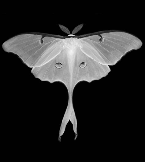 Black and White Luna Moth Tattoo Papillon, White Bird Tattoos, White Moth, Moth Drawing, Cute Moth, Tattoo Thoughts, Lunar Moth, Moth Wings, Black And White Birds