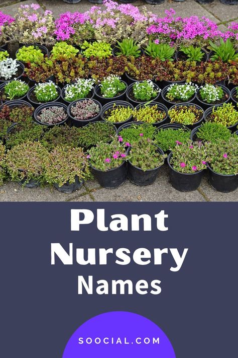 New Business Names, Shop Name Ideas, Start A Garden, Starting A Garden, Garden Nursery, Name Ideas, Nursery Name, Plant Nursery, Cool Plants