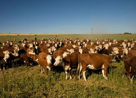 Get a plan in place to minimize cattle input costs and maximize profit. Farm Livestock, Ferdinand The Bulls, Raising Cattle, City Folk, Beef Cattle, Cattle Ranching, Cattle Farming, Hobby Farm, Market Garden