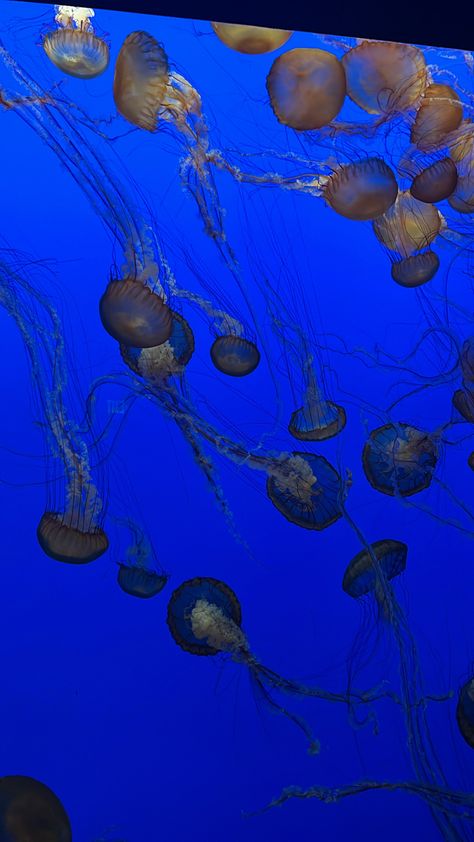 Aquatic Life Aesthetic, Aquarium Date, Aquarium Aesthetic, Jelly Fish Aquarium Aesthetic, Monterey Aquarium, Monterey Bay Aquarium Aesthetic, Blue Ocean Animals Aesthetic, Aquarium Aesthetic Jellyfish, Sea Aquarium