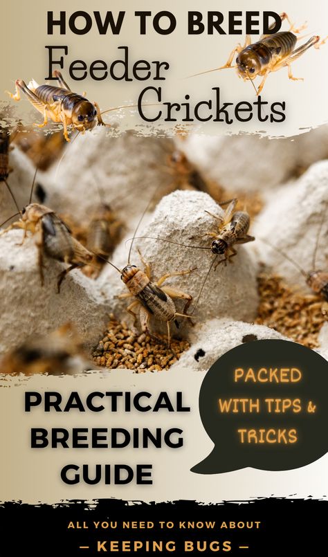 Breeding feeder crickets Diy Cricket Farm, Cricket Breeding Setup, Crested Gecko Breeding Setup, Cricket Farming Diy, Cricket Enclosure, Raising Crickets, Basic Bearded Dragon Set Up, Cricket Farm, Breeding Crickets