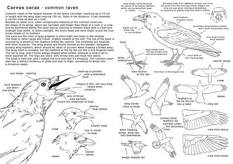 A Murder of Ravens: Anatomy of a Raven; Part 1 Wing Anatomy, Common Raven, Anatomy Images, Animal Anatomy, Raven Art, Crows Ravens, Anatomy Drawing, The Raven, Anatomy Reference