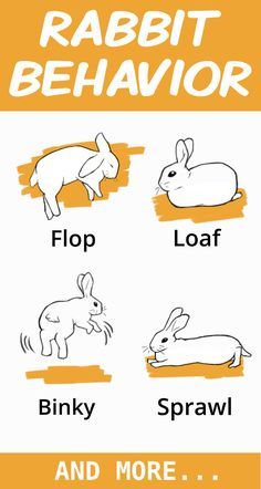 Rabbits have a very complicated communication style. Learn how to effectively listen to your rabbit by reading their body language. Rabbit Body Language, Bunny Body Language, Rabbit Language, Baby Rabbits Cute, Rabbits Cute, Bunny Things, Farm Landscaping, Flemish Giant Rabbit, Chicken Aesthetic