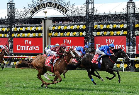 Melbourne Cup Horses, Flemington Racecourse, Spring Racing Carnival, Richest In The World, Melbourne Cup, Spring Racing, Thoroughbred Horse Racing, Thoroughbred Horse, Horse Racing