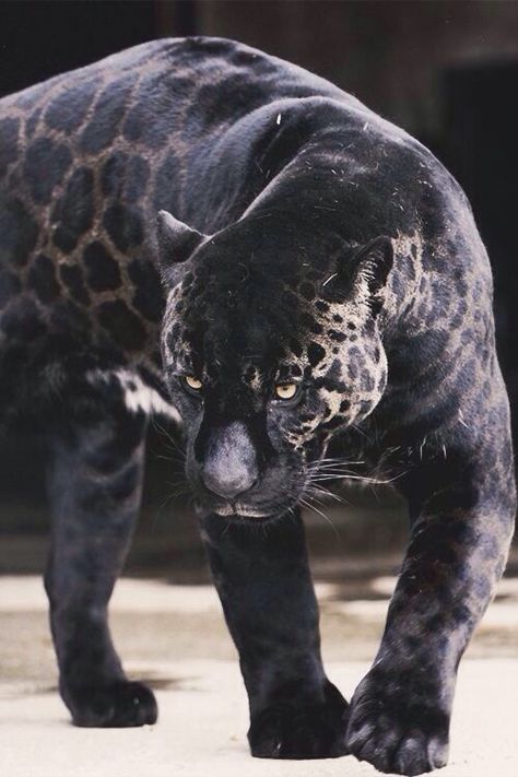 Crossbreed between a jaguar and a panther... Black Jaguar Wallpaper, Regnul Animal, Black Jaguar, Exotic Cats, Rare Animals, Majestic Animals, Cheetahs, Black Leopard, Leopards