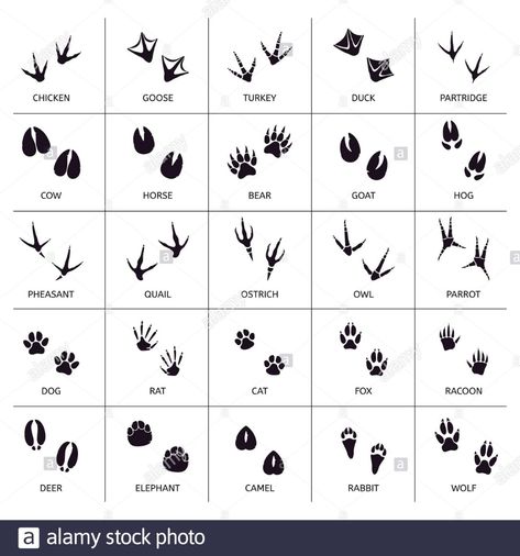 Animals foot marks. Animal footprint, animals paw silhouettes, bear, cat, wolf and rabbit footprint steps vector illustration set Stock Vector Image & Art - Alamy Rabbit Paws Tattoo, Rabbit Paw Tattoo, Cats Footprint, Rabbit Paw Print, Footprint Animals, Rabbit Footprint, Rabbit Footprints, Bird Footprint, Animal Paw Prints