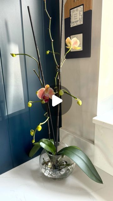 Orchid Bowl, Aesthetic Gardening, Inner Garden, Orchids In Water, Cottage Core Home, Countryside Home, Nothing To Lose, Budget Garden, Garden Indoor