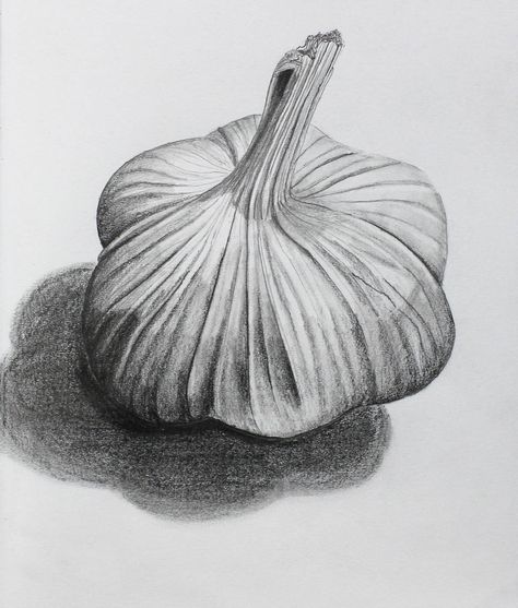 Garlic by eekxpo Draw Fruit, Vegetable Drawing, Fruit Art Drawings, Fruits Drawing, Observational Drawing, Object Drawing, Cat Air, Pencil Art Drawings, Fruit Art