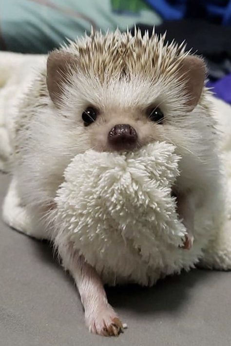 Hedhegog Cute, Hedgehog Cute, Hedgehog Pet, A Hedgehog, Baby Animals Pictures, Cute Hedgehog, Super Cute Animals, Cute Animals Images, Baby Animals Funny