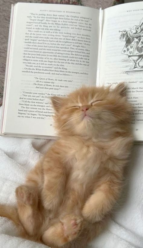 Cat Aesthetic Ginger, Orange And White Cat Aesthetic, Ginger Kitten Aesthetic, Ginger Cats Aesthetic, Orange Cats Aesthetic, Ginger Cat Aesthetic, Cat With Book, Cutee Animals, Orange Kittens