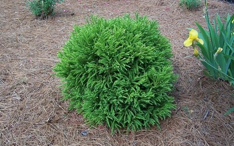 Dwarf Global Japanese Cedar - Cryptomeria japonica 'Globosa Nana'  INCREDIBLE shrub... needs little to no shaping and stays in the globe shape. Entryway one on each side. Globosa Nana, Landscape Shrubs, Deer Resistant Shrubs, Cryptomeria Japonica, Holly Shrub, Japanese Cedar, Pool Decking, Buy Plants Online, Garden Stairs