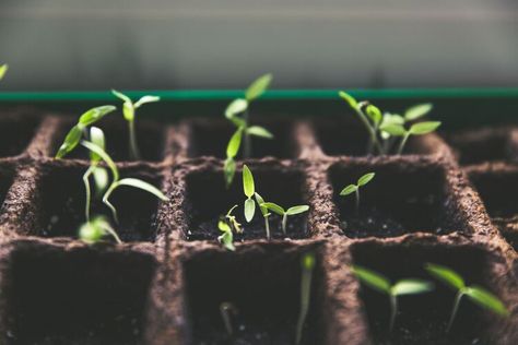 Hardening off your seedlings as you bring them outside is crucial - here's how to do it — HappySprout Too Soon, Make It, Do It, Maine, The Outsiders, Bring It On, Plants