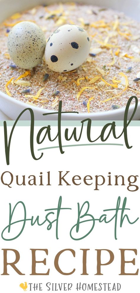 Natural Coturnix Quail Dust Bath Blend - Silver Homestead Sand Chicken Coop, Quail Dust Bath, Natural Quail Habitat, Backyard Quail, Quail Raising, Aviary Ideas, Quail Pen, Quail House, Coturnix Quail