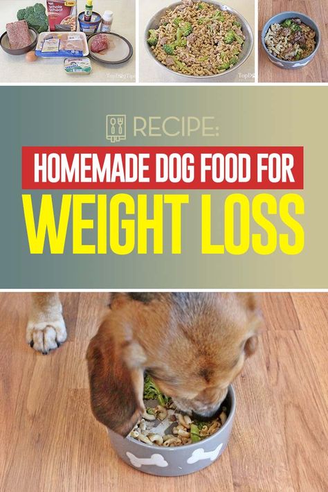 Homemade Weight Loss Dog Food Recipe for Overweight Dogs [Video] Dog Food Recipe, Diy Dog Food, Dog Weight, Dog Diet, Healthy Dog Food Recipes, Best Dog Food, Dog Care Tips, Homemade Dog Food, Dog Obedience