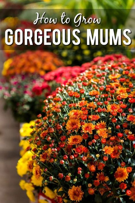 Mum Seeds, Hardy Mums, Potted Mums, Fall Flowers Garden, Fall Landscaping, Planting Mums, Garden Mum, Winter Vegetables Gardening, Fall Gardening