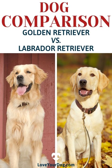 The Golden Retriever and the Labrador Retriever are very similar dogs and at the same time also quite different in many respects. Whether you are here because you are deciding which breed suits you better, or you are simply here to educate yourself, hopefully you will find the information you are looking for! #LoveYourDog #GoldenRetriever #LabradorRetriever #DogBreedComparisons #FamilyDogs #BestFamilyDogs Lab Retriever Mix Puppy, Golden Retriever And Labrador, Golden Retriever Growth Chart, Golden Retriever Lab Mix Puppy, Australian Retriever, Golden Retriever Lab Mix, Golden Retriever Vs Labrador, Golden Labrador Puppy, Labs Dogs