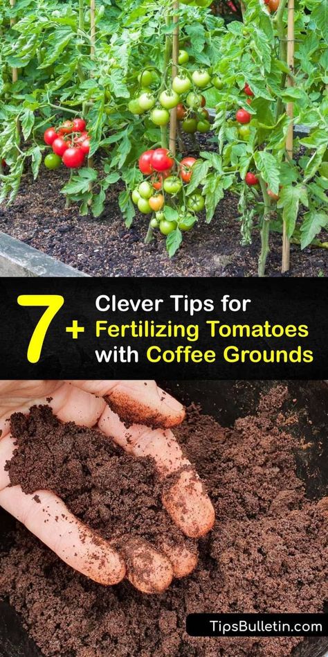 Diy Tomato Fertilizer, Fertilizer For Tomato Plants, Fertilize Tomato Plants, Coffee Grounds For Plants, Home Made Fertilizer, Rooting Plants, Seed Sprouting, Tomato Planting, Coffee Grounds As Fertilizer