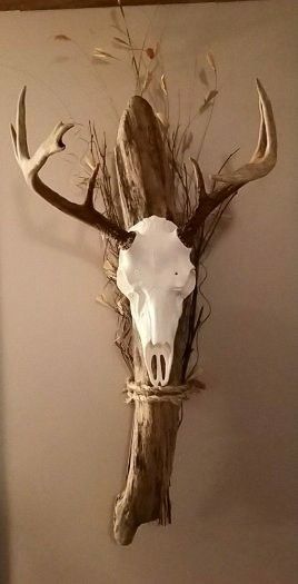 Deer Skull Mounts Ideas, European Wall Mount Deer Skulls, Skull Deer Mount, How To Mount Deer Antlers On Wood, European Mount Deer Skull, Cool European Deer Mounts, European Skull Mount Ideas Diy, Mounted Deer Skull, Deer Skull Cap Mount Ideas