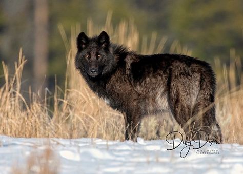 Yukon Wolf, Therian Wolf, Black Wolves, Wolf Black, Wolf Shifter, Wolf Photography, Wolf Photos, Wolf Pictures, Black Wolf