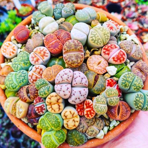 Amazon.com : 30 Mix Lithops Succulents Plants Live Bulks, Corlorful Living Stones Lithops Live Plants Large Size, Beautiful Lithops Living Stones : Patio, Lawn & Garden Lithops Garden, Lithops Succulents, Living Stones, Succulents Plants, Live Plants, Planting Succulents, Lawn Garden, Planting, Large Size