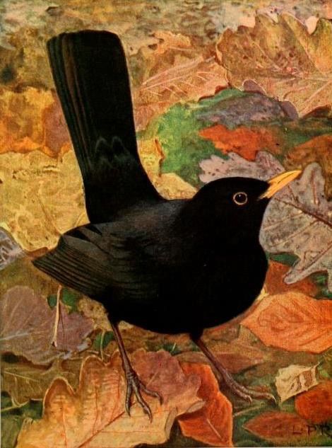 Beautiful Blackbird Blackbird Illustration, Blackbird, Black Bird, Orange, Black, Nature