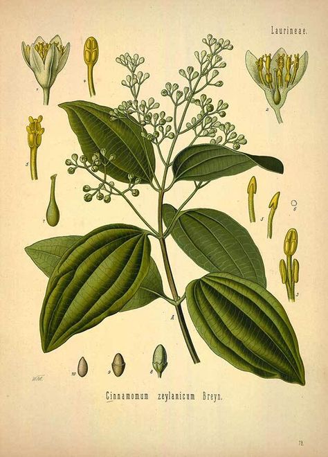 Cinnamomum zeylanicum Breyn. (Cinnamomum verum J. S. Presl), Cinnamon Seed Illustration, Botanical Floral Prints, Cinnamon Oil, Illustration Botanique, Botanical Illustration Vintage, Small White Flowers, Vintage Botanical Prints, Ornamental Trees, Botanical Drawings