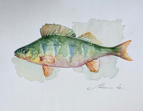 Ska Illustration’s Instagram profile post: “New painting Sea Perch🐠 (Watercolor, 2021) , , #aquarelle #newpainting #watercolorpainting #watercolorillustration #akvarele #paveikslas…” Crustaceans Art, Bird Watercolor Art, Aquarelle Drawing, Travel Sketching, To Paint, Fish Watercolor, Perch Fishing, Painting 101, Creative Watercolor