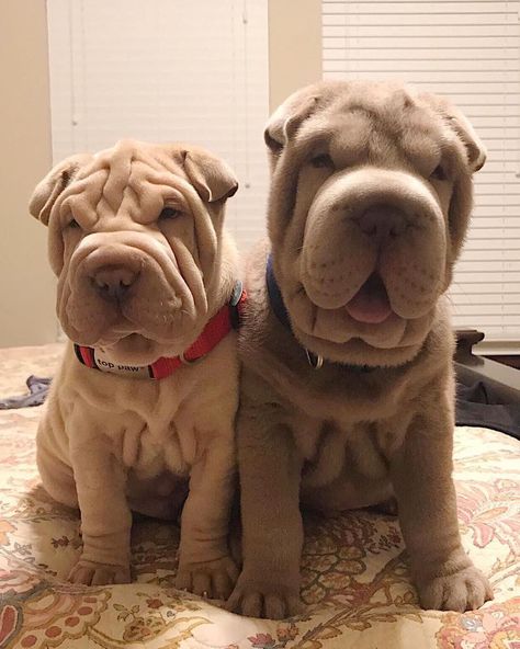 Wrinkly Dog, Wrinkle Dogs, Shar Pei Puppies, Shar Pei Dog, Dog Mommy, Very Cute Puppies, Very Cute Dogs, Really Cute Dogs, Cute Dog Pictures