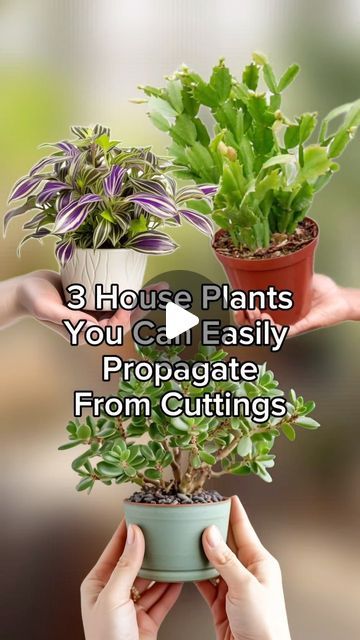 RootGrowings on Instagram: "3 House Plants to easily Propagate From Cuttings 🌿 Discover the Joy of Propagation with These Houseplants! Learn how to grow more greenery at home. 🌱 #HouseplantPropagation #IndoorGardening #GreenThumbs #PlantLovers #HomeGarden #PropagationTips" Plant Care Houseplant, Caramel Cake, Propagating Plants, Garden Tips, How To Grow, Plant Care, Cake Recipe, Gardening Tips, Indoor Plants