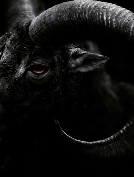 Goat | The North Realm Arte Viking, Black Phillip, Goat Horns, Bd Art, Aleister Crowley, Hakone, Dark Photography, An Animal, Black Aesthetic