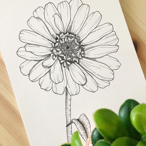 Zinnia Line Drawing, Zinnia Drawing Simple, Zinnia Flowers Drawing, Zinnia Drawing, Fineliner Flowers, Zinnia Tattoo, Sketching Flowers, Letter Flowers, Zinnia Flower