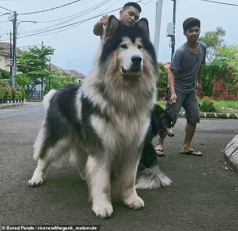 Owners share adorable snaps of their VERY playful Alaskan Malamutes | Daily Mail Online Giant Malamute, Giant Alaskan Malamute, Alaskan Malamute Puppies, Big Fluffy Dogs, Pet Anime, Livestock Guardian Dog, Malamute Dog, Malamute Puppies, Shepherd Dog Breeds