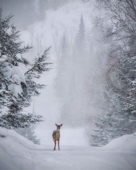 Deer In Snow Aesthetic, Deers In Snow, Snow Landscape Photography, North Aesthetic, Carian Cole, Winter Snow Aesthetic, Deer In Snow, Catherine Cowles, Deer Snow