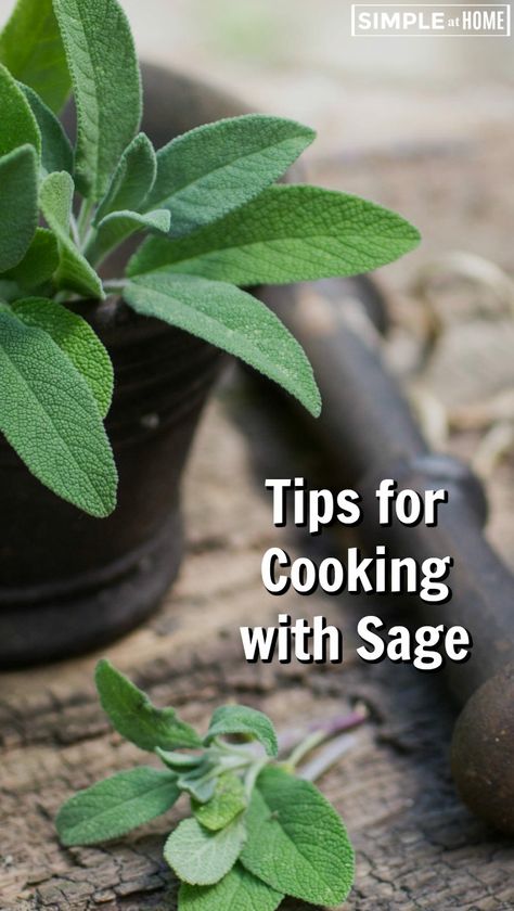 How To Use Sage In Cooking, Fresh Sage Uses Recipe, Cooking With Fresh Sage, Cooking With Sage Recipes, Recipes Using Sage Leaves, Recipes With Fresh Sage Leaves, Recipes Using Fresh Sage, Fresh Sage Uses, Recipes With Sage Leaves