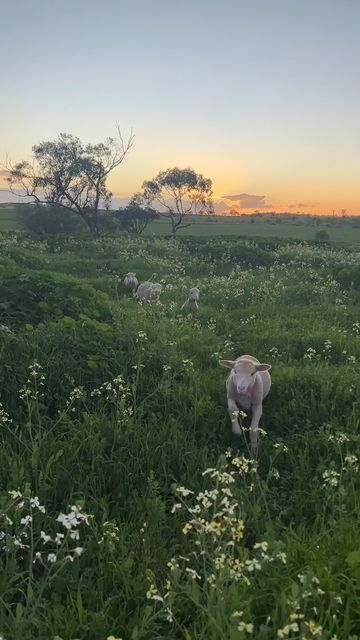 @addies_orphanlambs on Instagram: "What season is it where you are?   We’re almost into spring here so all the wildflowers are starting to bloom 🌸🌼  #sheep #lambs #petsheep #australia #farm" Sheep On Farm, Pet Sheep, Spring Lambs, Blue Shutters, Board Shop, Couples Goals, Cute Couples Goals, Shutters, Couple Goals