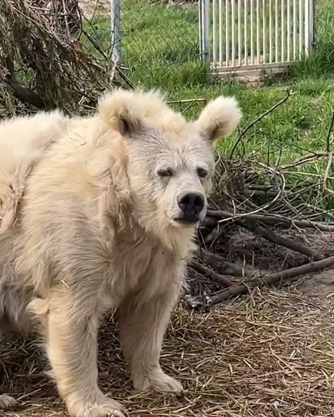 Confused Bear Wakes Up From Nap | Ursidae | Me waking up from a 20 minute nap that turned into 4 hours 😂 😂 | By UNILAD Waking Up Tired Funny, Waking Up Memes Funny, Dog Waking Up, Waking Up From A Nap Funny, Nap Reaction Pic, Wake Up Meme Funny, Waking Up Reaction Pic, Comedic Relief Aesthetic, Just Woke Up Reaction Pic