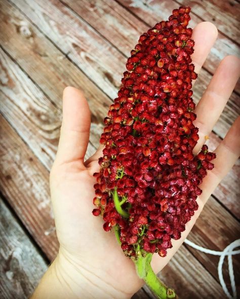 Sumac Jelly Recipe, Sumac Lemonade, Sumac Berries, Sumac Plant, Sumac Recipes, Rhus Typhina, Staghorn Sumac, Medicinal Wild Plants, Wild Food Foraging