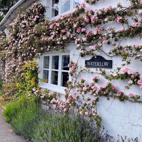 12 Stunning Wall Climbing Roses - SONG OF ROSES Roses On House Wall, Climbing Rose On Wall, All Dressed Up Rose, Roses Climbing On House, Climbing Roses Wall, Cecile Brunner Climbing Rose, How To Prune Climbing Roses, Climbing Rose Garden Ideas, Climbing Rose On House