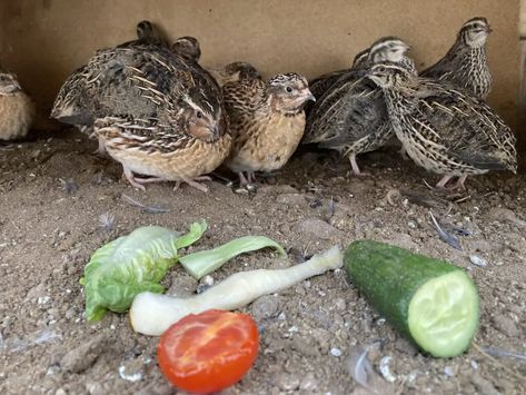 Quail Diet 101: Everything Quail Can and Can’t Eat - This Happy Farm Baby Quail Chicks, Raising Quail Indoors, Homemade Quail Feed, Quail Food Diy, Diy Quail Feeder, Quail Nesting Boxes, Quail Watering System, Quail Diet, Quail Feeders Diy