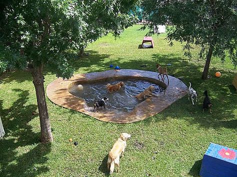 Backyard Dog Playground, Dog Park Design, Pond Backyard, Dog Pond, Luxury Dog Kennels, Dog Friendly Backyard, Cat Playground Outdoor, Dog Backyard, Ideas For Backyard