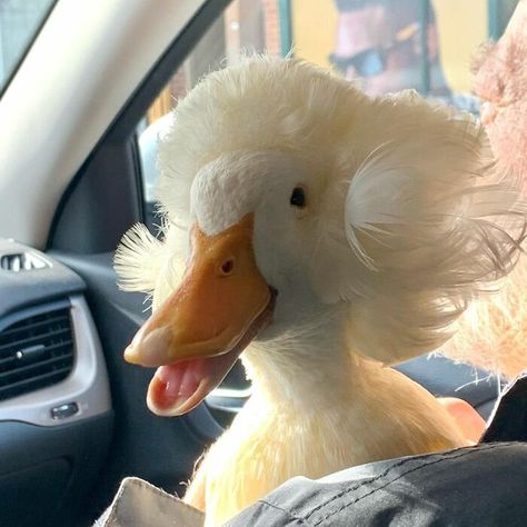 Meet Gertrude, The Duck With More Stylish Hair Than Yours Pekin Duck, Duck Pictures, Duck Photo, Pet Ducks, Cute Ducklings, Funny Duck, A Duck, Cute Animal Photos, Animals Images