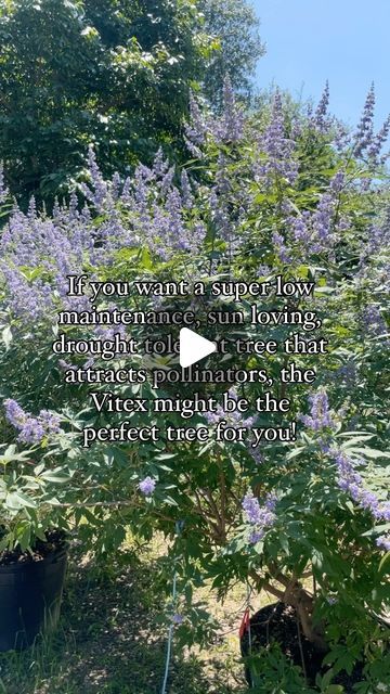 Plants Of Texas on Instagram: "The Vitex tree aka Chaste Tree💜" Vitex Tree, Chaste Tree, Green Beauty, May 20, Garden And Yard, Berry, Texas, Trees, Yard