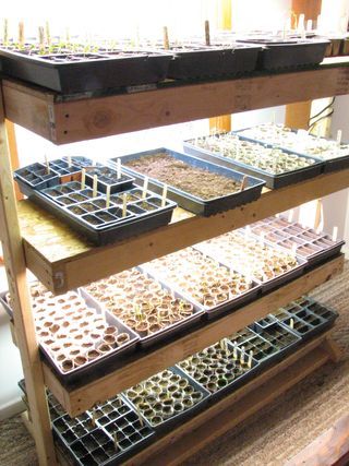 Grow shelf Diy Indoor Greenhouse, Serre Diy, Greenhouse Diy, Indoor Vegetables, Starting Seeds, Indoor Greenhouse, Starting Seeds Indoors, Indoor Vegetable Gardening, Backyard Greenhouse