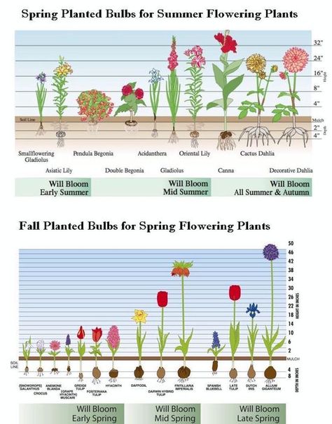 http://www.bulbs-to-blooms.com/index.cfm/fuseaction/home.GGpage/pageID/162/index.htm what to plant, when to plant and how deep to plant to get blooms all spring and summer. Perennials Low Maintenance, Shade Perennials, Garden Bulbs, Spring Plants, Spring Bulbs, Beautiful Flowers Garden, Flowering Plants, Fall Plants, Planting Bulbs