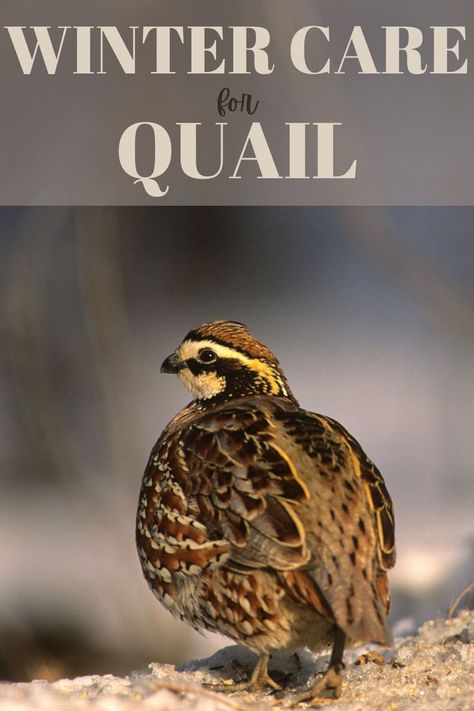 Quail Care, Quail House, Button Quail, Quail Coop, Raising Quail, Duck Coop, Duck Farming, Clean Chicken, Urban Chickens